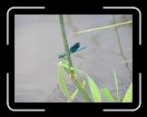 P7030067 * 2288 x 1712 * (730KB)