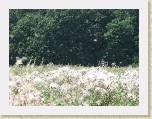 IMG_0637 * 2592 x 1944 * (2.15MB)