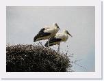 IMG_1045 * 2048 x 1536 * (579KB)