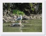 IMG_1467 * 2592 x 1944 * (1.51MB)